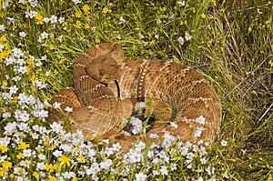 Red-diamond rattlesnake