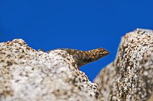Granite Spiny Lizard (Sceloporus orcutti)