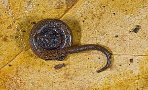 Black-bellied slender salamander (Batrachoseps nigriventris)