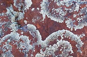 Lichen