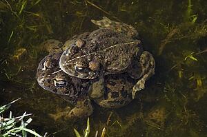 California toads (Bufo boreas halophilus) in amplexus