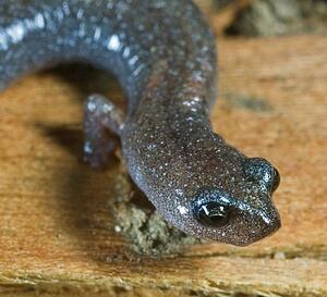 Garden slender salamander (Batrachoseps major major) 