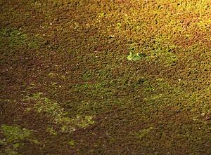 An American bullfrog hiding in duckweed 
