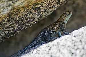Granite spiny lizard (Sceloporus orcutti)