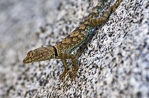Banded rock lizard (Petrosaurus mearnsi mearnsi)
