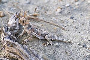 Desert horned lizard (Phrynosoma platyrhinos)