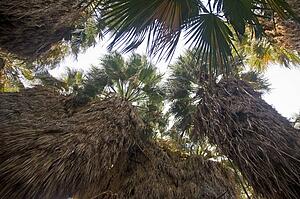 Native California fan palms 