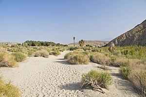 Coachella Valley Preserve, California, USA 
