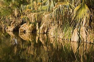 Native California fan palms reflecting on a desert oasis, California, USA 