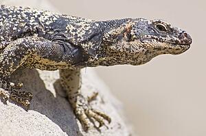 Chuckwalla (Sauromalus ater)