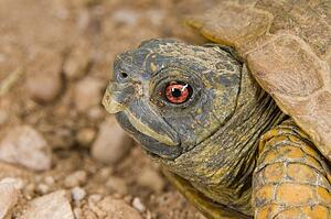 Desert box turtle (Terrapene ornata luteola)
