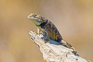 Yellow-backed Spiny Lizard (Sceloporus magister uniformis), Mojave Desert, California, USA; Lizard on a branch in the sun