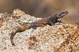 Chuckwalla (Sauromalus ater)