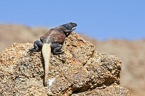 Chuckwalla (Sauromalus ater)