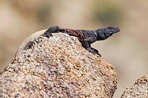 Chuckwalla (Sauromalus ater); basking on a granite rock