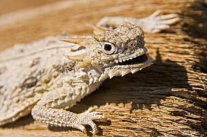 Flat-tailed horned lizard (Phrynosoma mcallii)