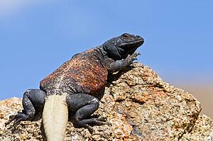 Chuckwalla (Sauromalus ater); basking in the sun