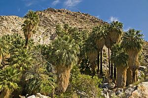 Joshua Tree National Park, California, USA 