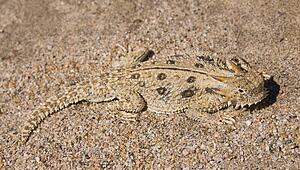 Flat-tailed horned lizard (Phrynosoma mccalli)