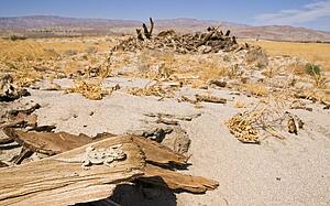 Coachella Valley Preserve; Flat-tailed horned lizard (Phrynosoma mccalli)