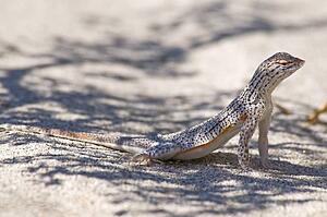 Coachella Valley Fringe-toed Lizard (Uma inornata)