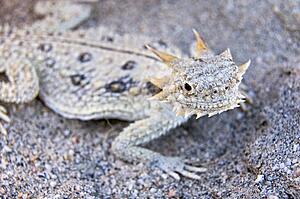 Flat-tailed horned lizard (Phrynosoma mcallii)