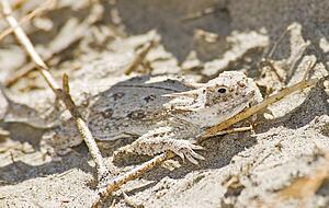 Flat-tailed horned lizard (Phrynosoma mcallii); Lizard camouflaged on the desert floor