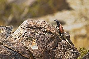 Chuckwalla (Sauromalus ater); basking on a granite boulder