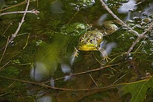 Green Frog (Rana clamitans); sitting in a pond