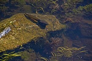 Bullfrog tadpole in the water