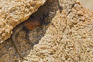 Chuckwalla lizard (Iguanidae Sauromalus) 