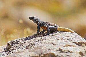 Chuckwalla (Iguanidae Sauromalus)
