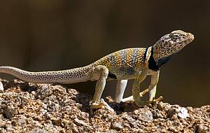 Great Basin Collared lizard (Crotaphytus bicinctores)