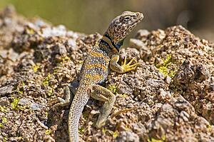 Great Basin collared lizard (Crotaphytus bicinctores)