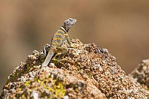 Great Basin collared lizard (Crotaphytus bicinctores)