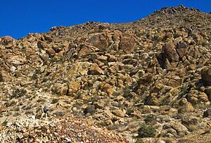 Great Basin Collared Lizard, Joshua Tree National Park, California, USA