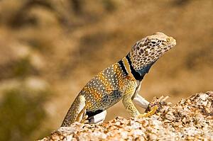 Great Basin collared lizard (Crotaphytus bicinctores)
