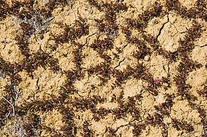 Mojave desert, California, USA; Plants growing in the cracks on the ground