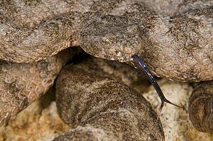 A defensive tiger rattlesnake (Crotalus tigris) 