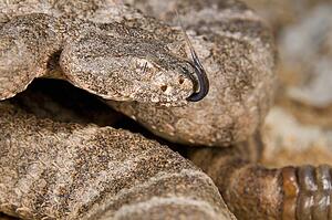 A defensive tiger rattlesnake (Crotalus tigris) 