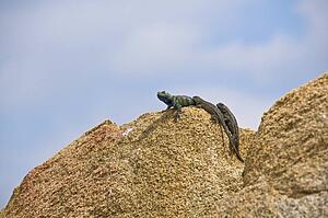 Granite spiny lizard and a Great Basin fence lizard basking on a granite boulder 
