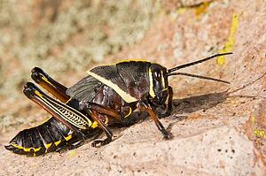 A colorful lubber grasshopper (Brachystola magna) walking on a boulder 