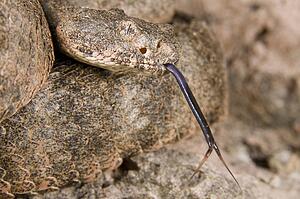 A defensive tiger rattlesnake (Crotalus tigris)