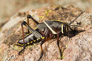 A colorful lubber grasshopper (Brachystola magna) walking on a boulder 