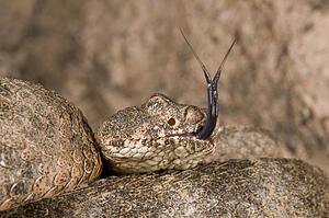 A defensive tiger rattlesnake (Crotalus tigris) 