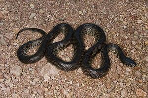 A desert kingsnake (Lampropeltis getula splendida)