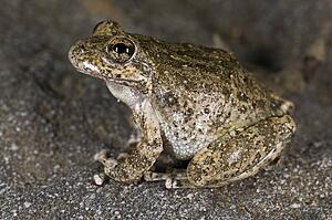 California tree frog (Pseudacris cadaverina)