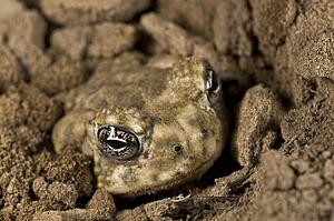 An endangered Arroyo toad (Bufo californicus) burying itself 