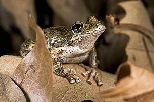 A California tree frog (Pseudacris cadaverina), California, USA; frog perched on some leaves 