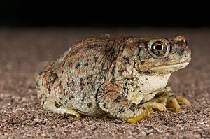 A Red-spotted toad (Bufo punctatus); Arizona, USA; toad sitting on the ground 